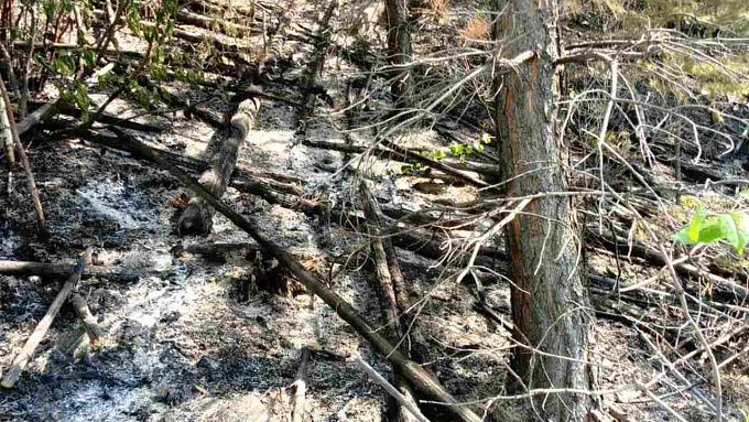 Жители Бурятии почти 900 раз нарушили правила пожарной безопасности в лесах