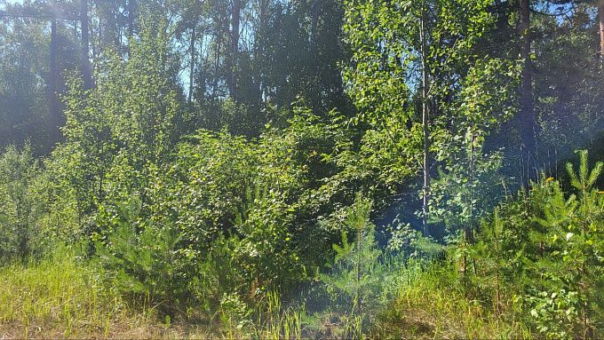 Подорожник опасен для здоровья? Разбираемся с врачом
