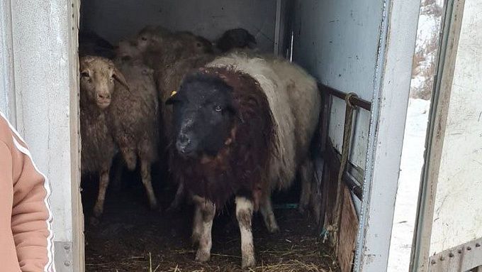 Баранов и овец из Бурятии нелегально перевозили в Приангарье