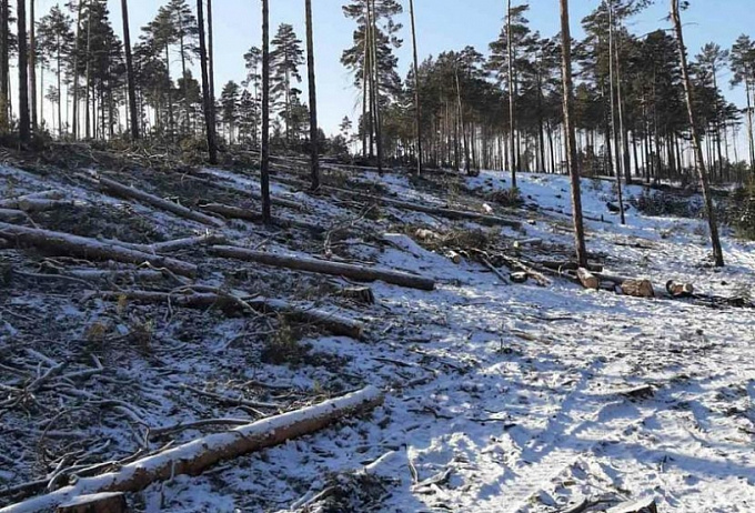  В окрестностях Улан-Удэ беспощадно вырубается лес