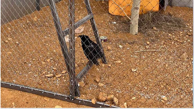 Пернатый гость обрёл дом возле буддийского храма Бурятии