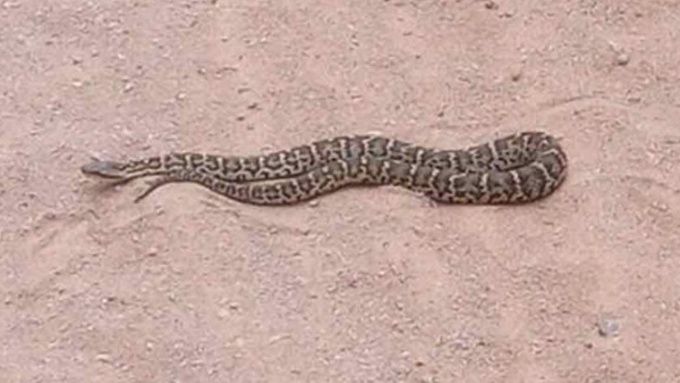 В районе Бурятии жители наткнулись на ядовитых змей