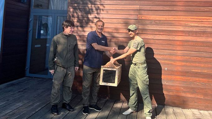 Соболь Байкал обрел новый дом в нацпарке Бурятии