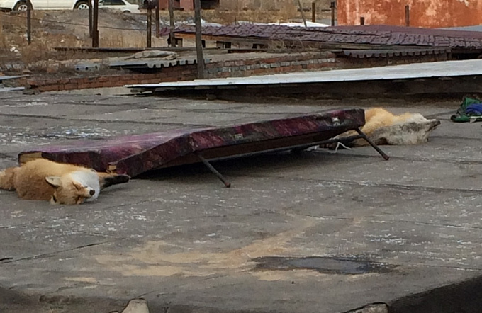В Улан-Удэ мертвых лисиц обнаружили на крыше гаража (ФОТО)