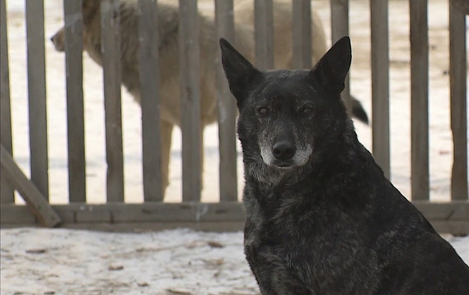 В Бурятии запретили выпускать опасных и больших собак после отлова