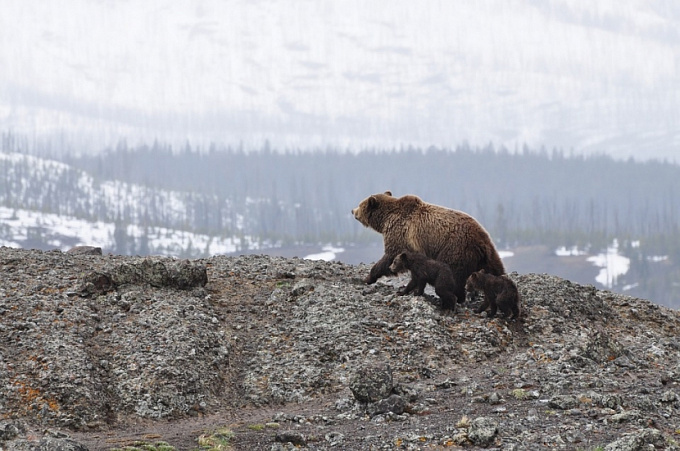 Жителей Кяхты предупредили о возможной встрече с «гуляющим» медведем