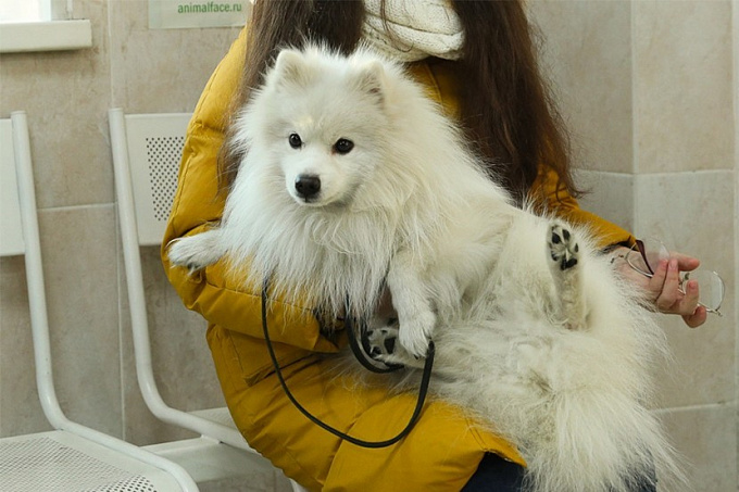 В Улан-Удэ рассказали, как владельцам собак не нарваться на штраф