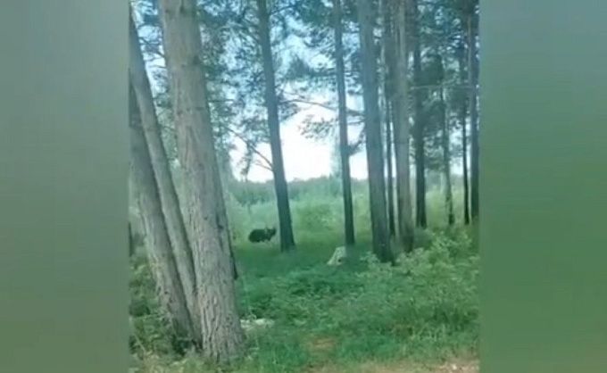 Двух медведей заметили на побережье Байкала
