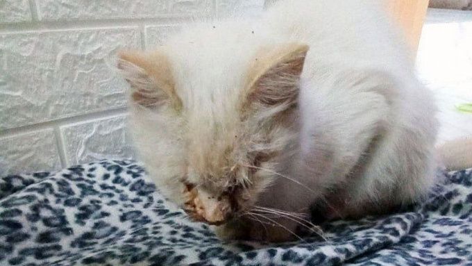 Сломанная челюсть и вытекший глаз. В Улан-Удэ спасают кошку с тяжелыми травмами