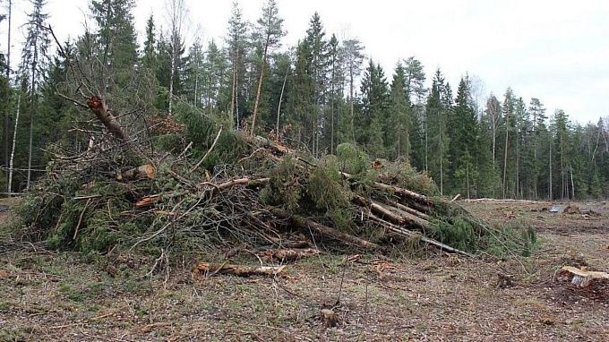 Почти 500 га леса завалила хламом организация в Бурятии