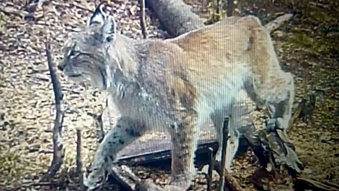Грациозная рысь попала в объектив фотоловушки в Бурятии