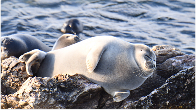 Правила наблюдения за байкальскими нерпами для туристов хотят разработать учёные 