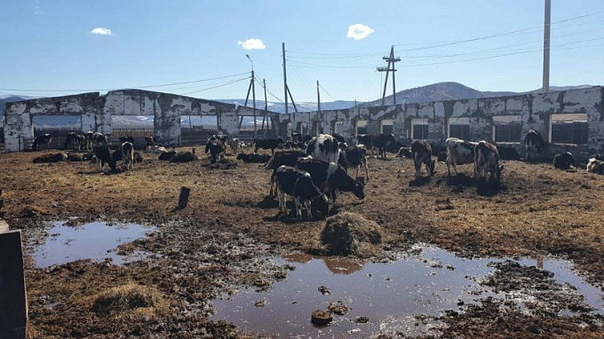 Молочную ферму в Бурятии выкупили с многомиллионными долгами