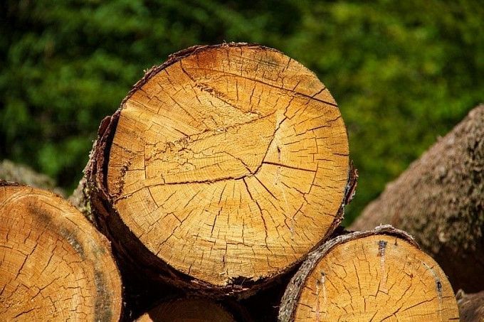 Житель Бурятии отделался «условкой» за рубку леса в особо крупном размере