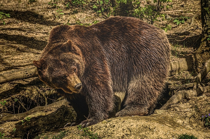 Медведь загрыз женщину в Забайкалье
