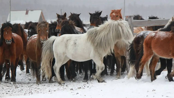 Бурятских коров и лошадей планируют экспортировать в страны Азии