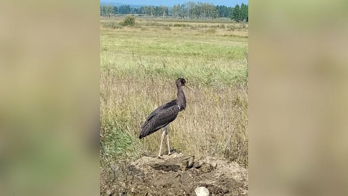 Редкого черного аиста встретили в нацпарке Бурятии