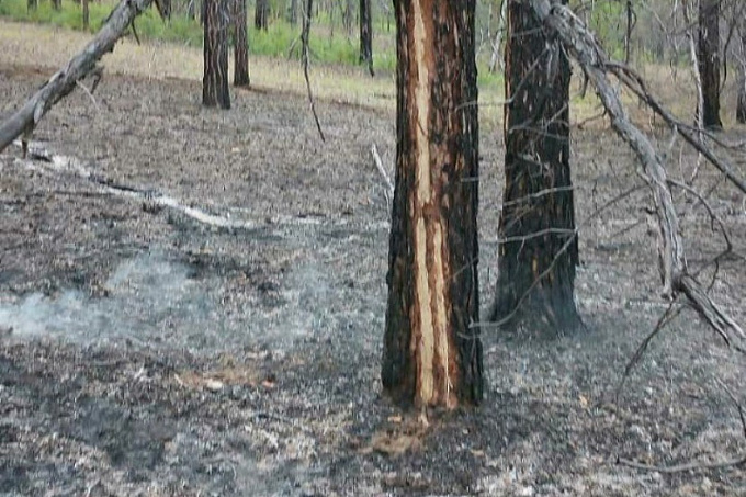 В заповеднике Бурятии горит больше 100 га леса