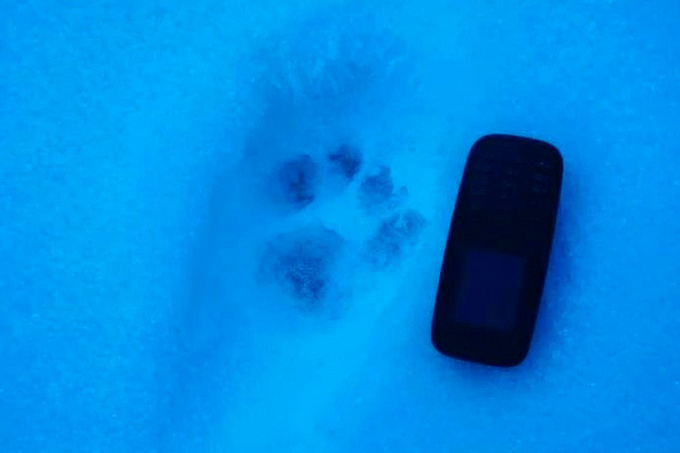 В Бурятии нашли следы снежного барса и двух котят. ФОТО