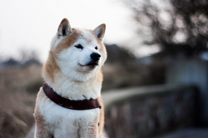 Подрядчик по отлову собак в Улан-Удэ: «Выезжали по адресам, но их там не было»
