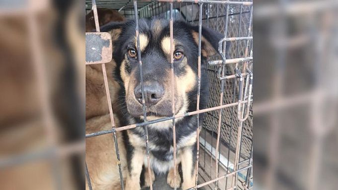В Улан-Удэ владельцев собак оштрафовали на 2,5 миллиона