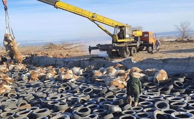 В Бурятии на уничтожение трупов бесхозных животных выделят более 2 млн