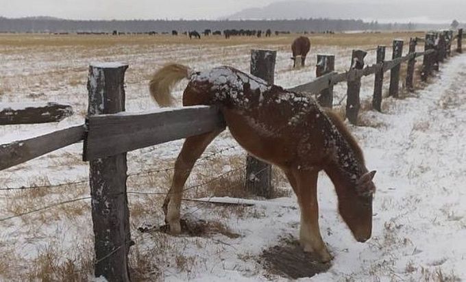 В Бурятии вызволили из ловушки жеребенка