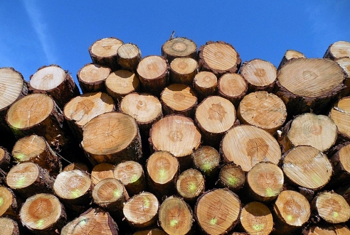 В Бурятии ОПГ черных лесорубов нарубила лес на 4 млн рублей