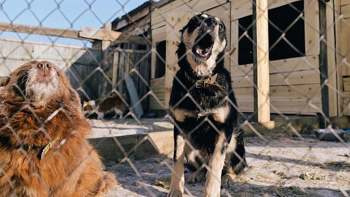 В Бурятии за год собаки покусали более 2100 человек