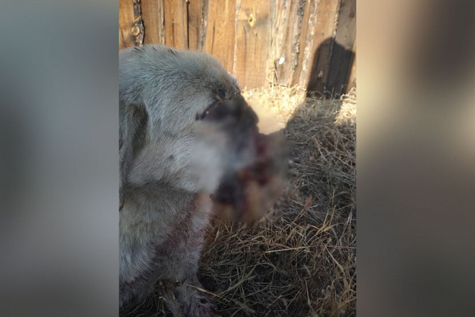 ШОК: В Улан-Удэ собаке оторвало морду (ФОТО 18+)