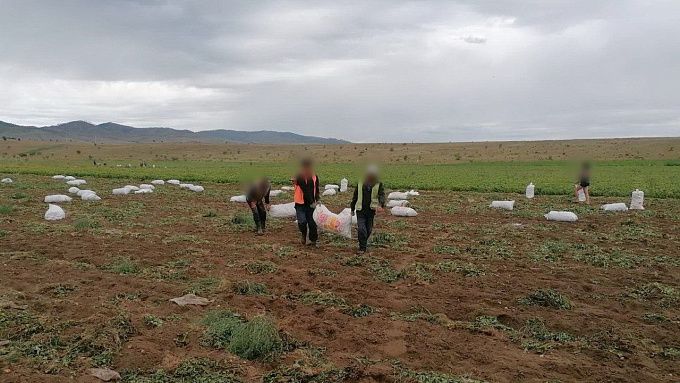 Десять осужденных улан-удэнской колонии-поселения собрали 40 тонн картофеля