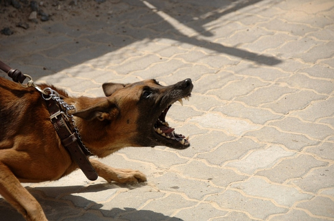 В Бурятии судебный пристав спас ребенка от нападения собаки