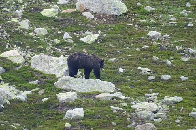 В заповеднике Бурятии обнаружили медведя с редким окрасом