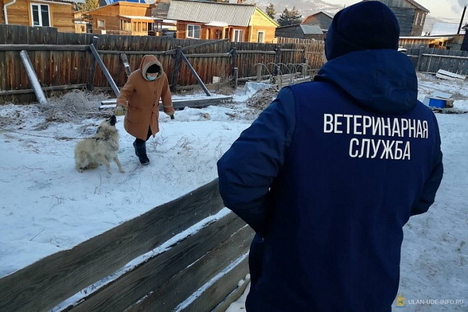 Улан-удэнские ветеринары: Повторный вызов для вакцинации будет платным