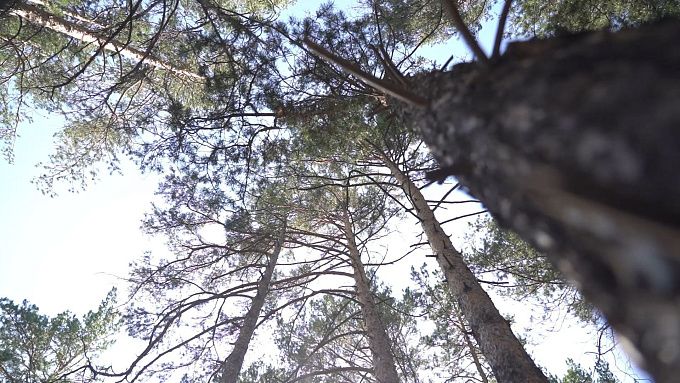 Особый противопожарный режим сняли в лесах Бурятии