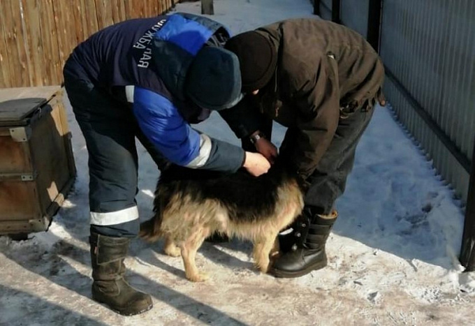 В Улан-Удэ продолжается экстренная вакцинация домашних животных