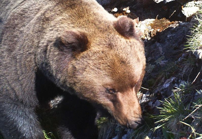 В Бурятии туристов спасли от дикого медведя