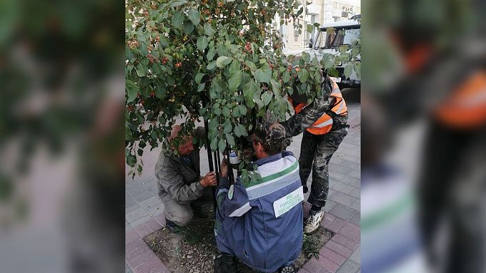 Вандалы повредили яблоню в центре Улан-Удэ