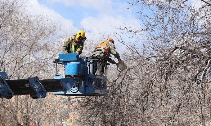 Жителям Улан-Удэ грозят штрафы за самовольную обрезку деревьев