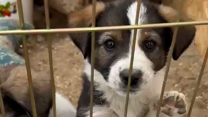Несуществующего щенка «продали» мошенники жителю Бурятии