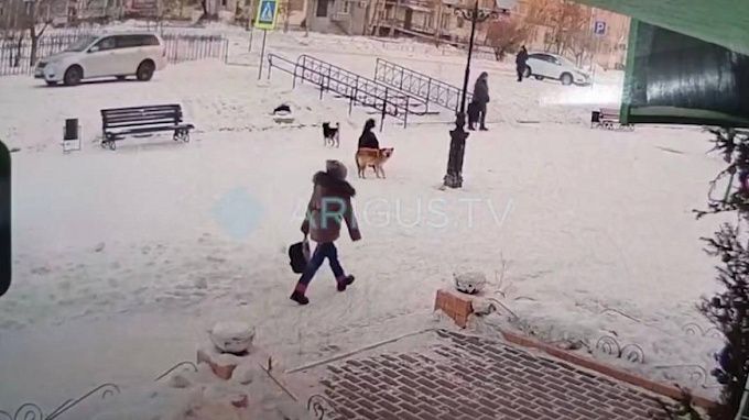 Прокуратура отреагировала на нападение собак на ребенка в Бурятии