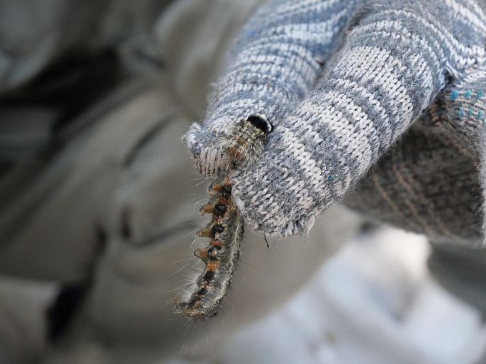 В районах Бурятии опасные вредители уничтожают лес