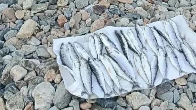 На севере Бурятии браконьер попался с поличным  на ловле омуля