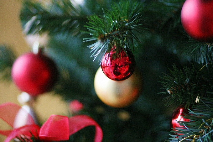 Как правильно выбрать новогоднюю елку? 