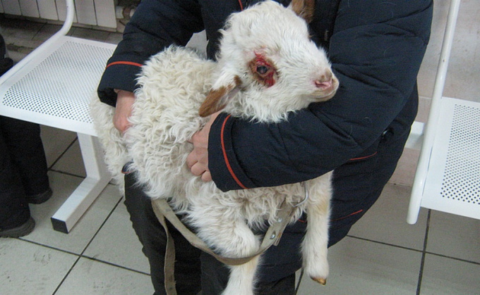 В Улан-Удэ ветеринары спасли маленькую овечку