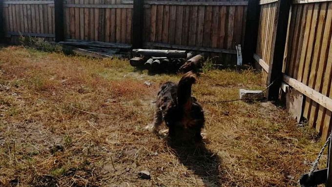 Собака напала на женщину в пригороде Улан-Удэ