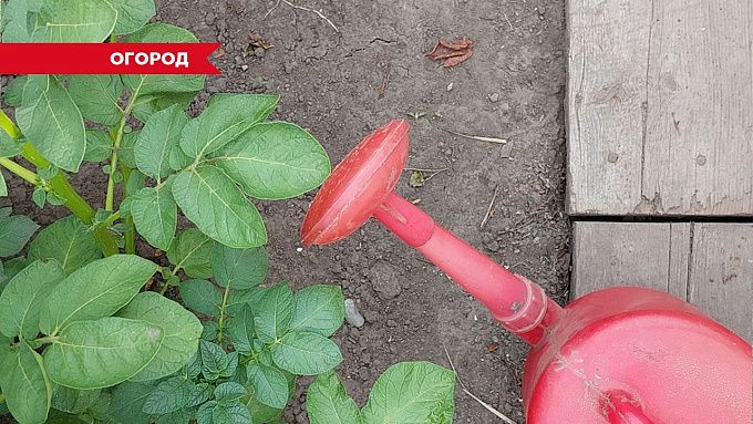 Как увеличить урожай картофеля