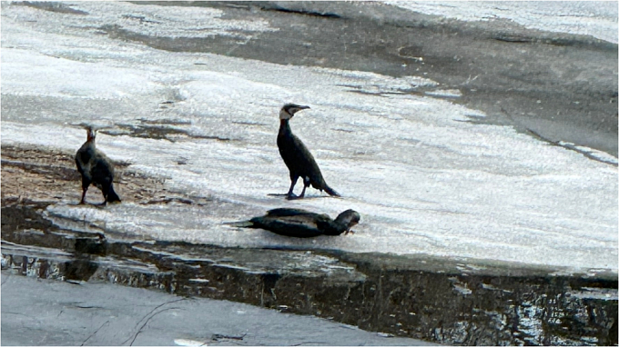 Неизвестный расстрелял бакланов в центре Улан-Удэ