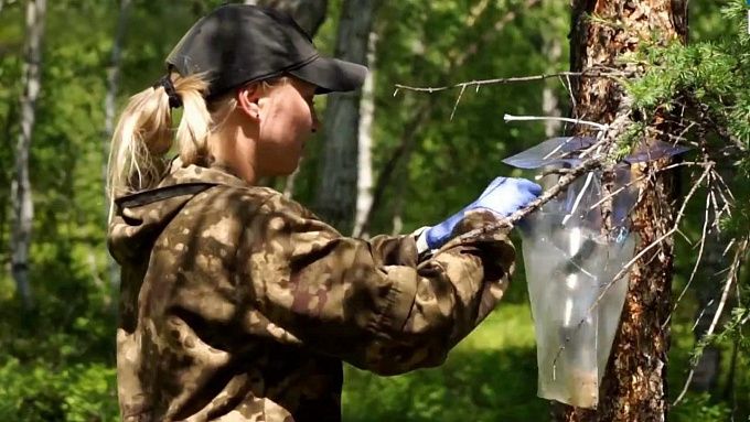 В пяти лесничествах Бурятии проверили феромонные ловушки