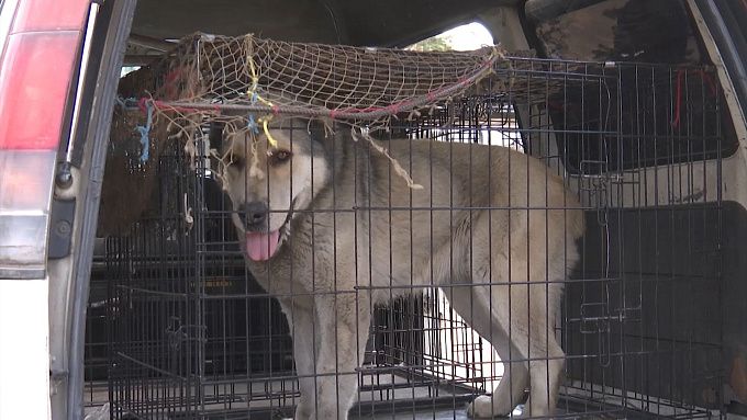 В Улан-Удэ на бродячих собак выделили дополнительные 10 миллионов 